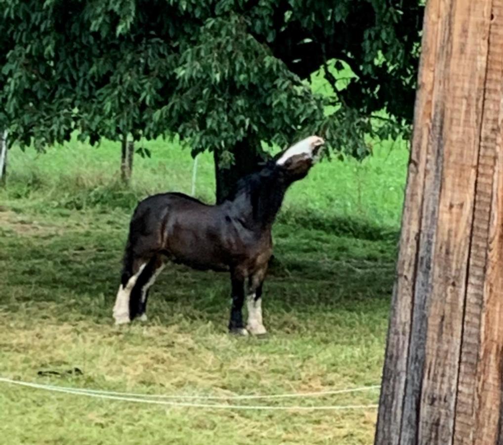 Bed and Breakfast Au Pre Des Chevaux Шато-д'Э Экстерьер фото